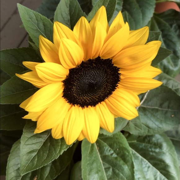 Hi, I am Noor. Thanks for stopping by my closet :) - Picture 1 of 1